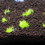 植栽から1日目　ウォーターローン